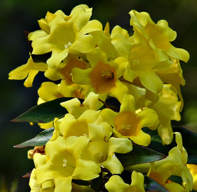 image of Gelsemium sempervirens, Carolina Jessamine, Yellow Jessamine