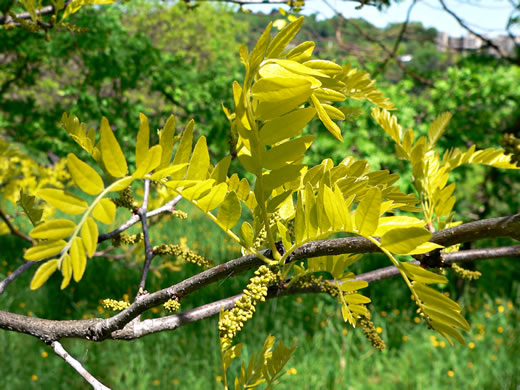 image of Gleditsia triacanthos, Honey Locust