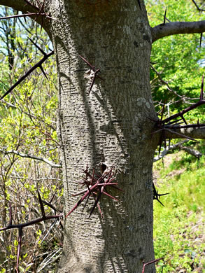 image of Gleditsia aquatica, Water Locust