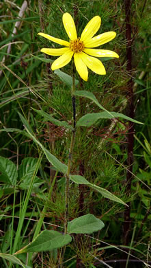 image of Helianthus hirsutus, Hairy Sunflower, Rough Sunflower