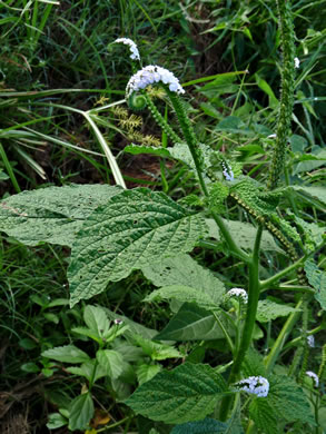 image of Heliotropium indicum, Indian Heliotrope, Turnsole