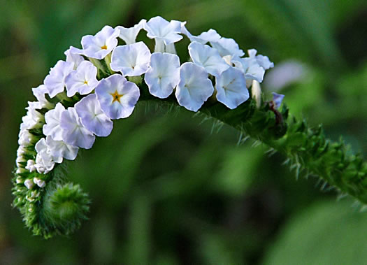 image of Heliotropium indicum, Indian Heliotrope, Turnsole