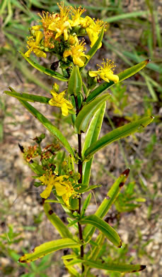 image of Hypericum sphaerocarpum, Barrens St. Johnswort, Roundfruit St. John's-wort