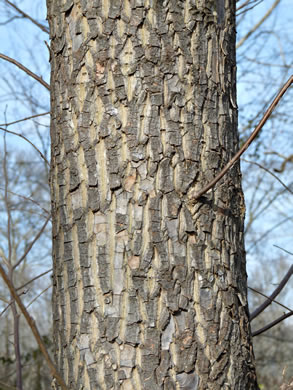 image of Halesia tetraptera var. tetraptera, Common Silverbell