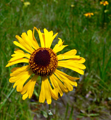 image of Helenium brevifolium, Littleleaf Sneezeweed, Shortleaf Sneezeweed