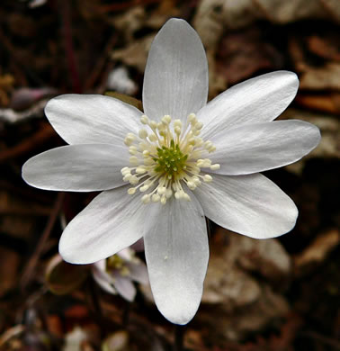 image of Hepatica acutiloba, Sharp-lobed Hepatica, Sharp-lobed Liverleaf