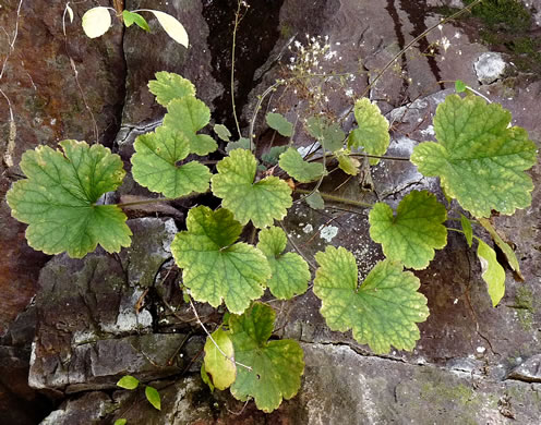 Littleflower Alumroot