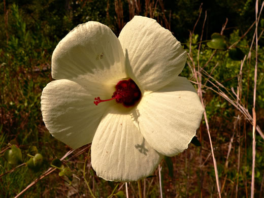 image of Hibiscus aculeatus, Savanna Hibiscus, Comfort-root, Pineland Hibiscus