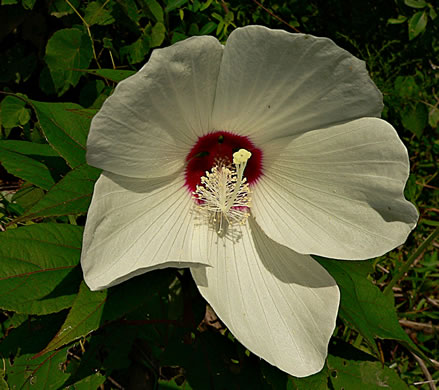 Swamp Rosemallow