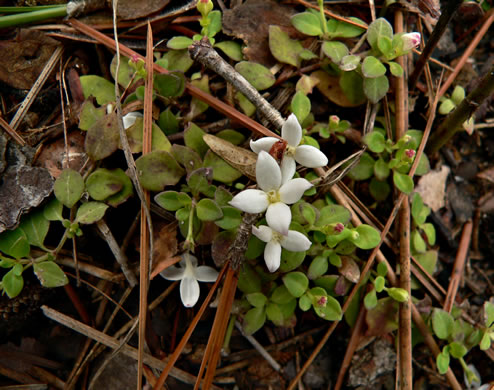 image of Houstonia procumbens, Creeping Bluet, Roundleaf Bluet, Trailing Bluet, Fairy-footprints