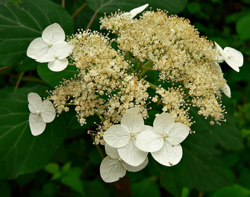 image of Hydrangea radiata, Snowy Hydrangea, Silverleaf Hydrangea