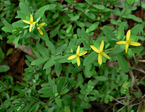 image of Hypericum stragulum, Straggling St. Johnswort, Low St. Johnswort, Creeping St. Andrew's Cross