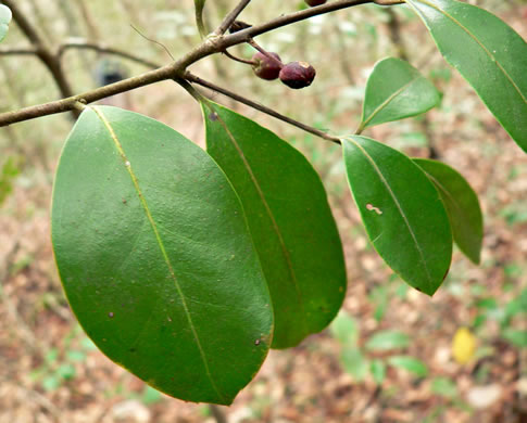 image of Ilex cassine, Dahoon, Cassena, Dahoon Holly