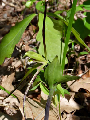 image of Isotria verticillata, Large Whorled Pogonia, Large Five-leaves