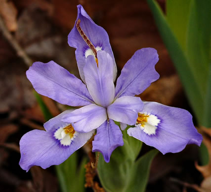 image of Iris cristata, Dwarf Crested Iris