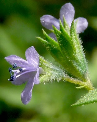 image of Trichostema brachiatum, Glade Blue Curls, False Pennyroyal, Fluxweed