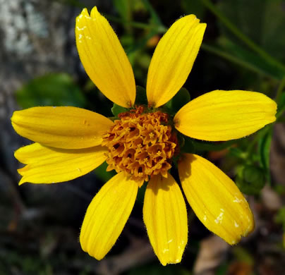 image of Jamesianthus alabamensis, Alabama Warbonnet