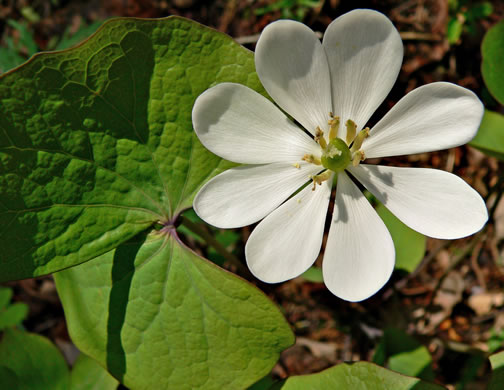 image of Jeffersonia diphylla, Twinleaf