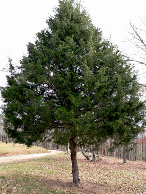 Juniperus virginiana, Eastern Red Cedar