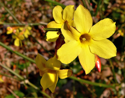 image of Jasminum nudiflorum, Winter Jasmine