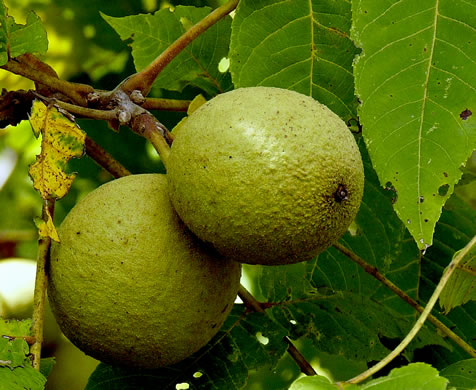 image of Juglans nigra, Black Walnut