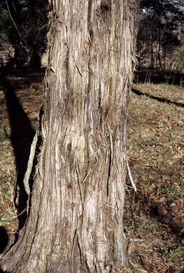 Juniperus virginiana, Eastern Red Cedar