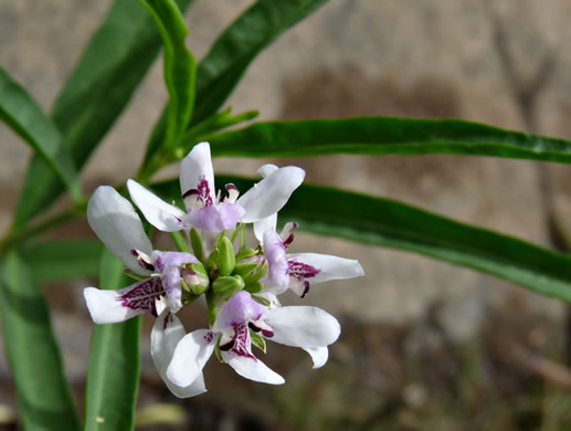 image of Justicia americana, American Water-willow