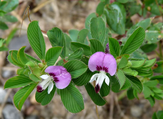 image of Kummerowia stipulacea, Korean-clover, Korean Lespedeza