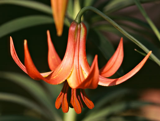 image of Lilium canadense, Canada Lily