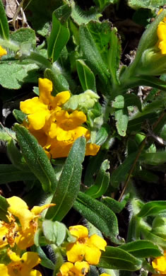 image of Lithospermum canescens, Hoary Puccoon, Indian-paint