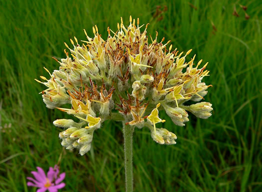 image of Lachnanthes caroliniana, Carolina Redroot