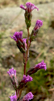 image of Liatris microcephala, Narrowleaf Blazing-star, Smallhead Blazing-star