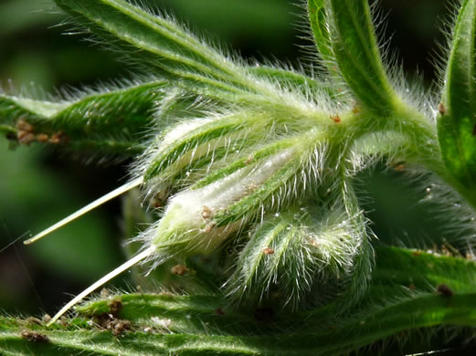 image of Lithospermum occidentale, Western Marbleseed