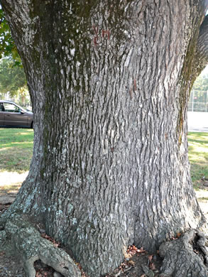 image of Liquidambar styraciflua, Sweetgum