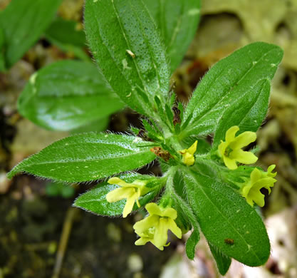 image of Lithospermum tuberosum, Southern Stoneseed