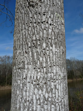 image of Liriodendron tulipifera var. tulipifera, Tulip-tree, Yellow Poplar, Whitewood