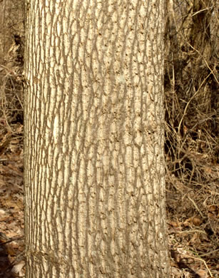 image of Liriodendron tulipifera var. tulipifera, Tulip-tree, Yellow Poplar, Whitewood