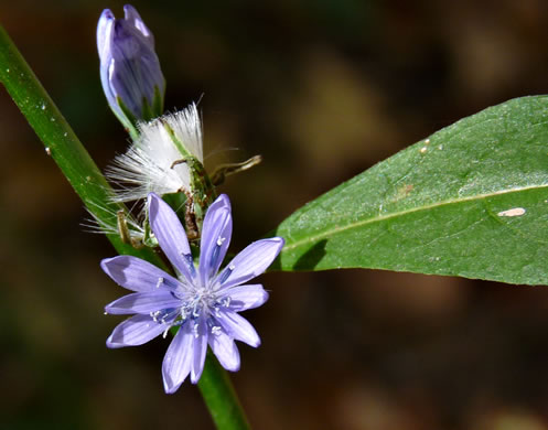 image of Lactuca floridana, Woodland Lettuce