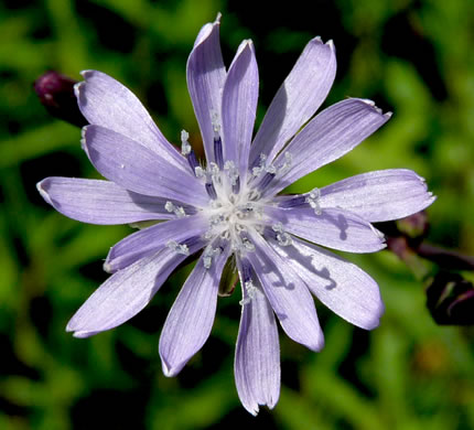 image of Lactuca floridana, Woodland Lettuce