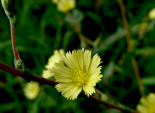 image of Lactuca serriola, Prickly Lettuce