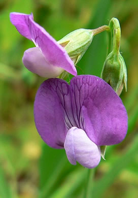 image of Lathyrus sylvestris, Perennial Pea, Narrowleaf Everlasting Pea, Flat Peavine