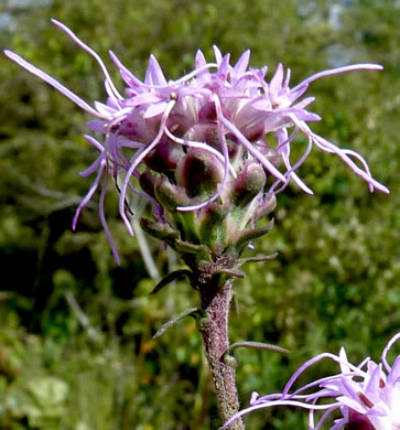 image of Liatris aspera, Rough Blazing-star