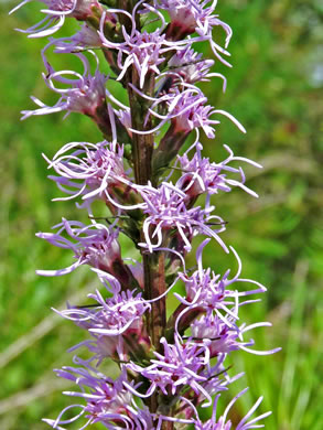 image of Liatris spicata, Dense Blazing-star, Mountain Blazing-star, Florist's Gayfeather, Dense Gayfeather