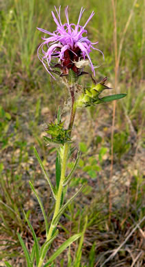 image of Liatris squarrosa var. squarrosa, Scaly Blazing-star, Squarrose Gayfeather, Longbracted Blazing-star