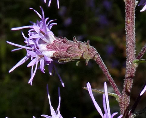 image of Liatris squarrulosa, Southern Blazing-star, Earle's Blazing-star, Appalachian Blazing-star