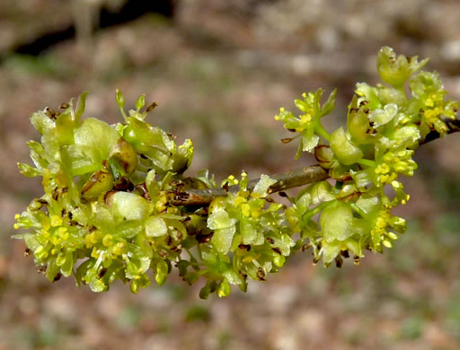 image of Lindera benzoin, Northern Spicebush, Wild Allspice