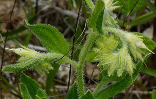 image of Lithospermum virginianum, Virginia Marbleseed, Virginia False Gromwell, Pineland Marbleseed