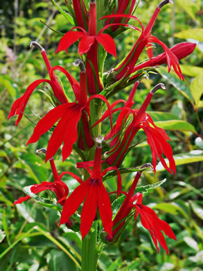 image of Lobelia cardinalis var. cardinalis, Cardinal Flower