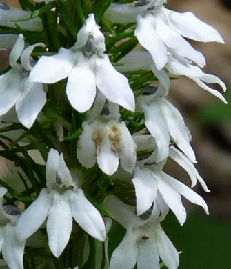 image of Lobelia spicata, Pale Spiked Lobelia, Palespike Lobelia