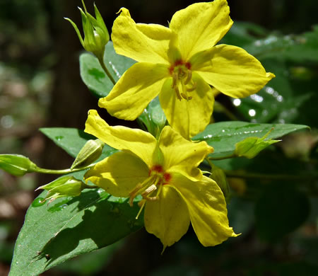 image of Steironema tonsum, Southern Loosestrife, Appalachian Loosestrife